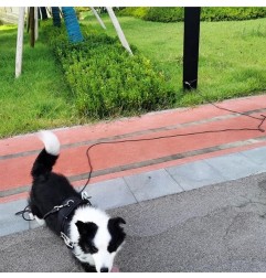 Reflective Dog Tie Out Rope Long Tether for Yard Outdoor Medium Small Dogs Training Lead