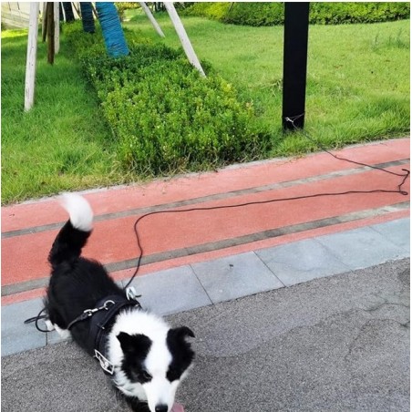 Reflective Dog Tie Out Rope Long Tether for Yard Outdoor Medium Small Dogs Training Lead
