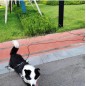 Reflective Dog Tie Out Rope Long Tether for Yard Outdoor Medium Small Dogs Training Lead