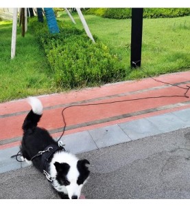 Reflective Dog Tie Out Rope Long Tether for Yard Outdoor Medium Small Dogs Training Lead