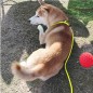 Slip Lead Control Leash for Dogs No Pull