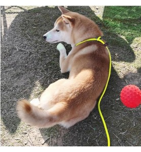 Slip Lead Control Leash for Dogs No Pull